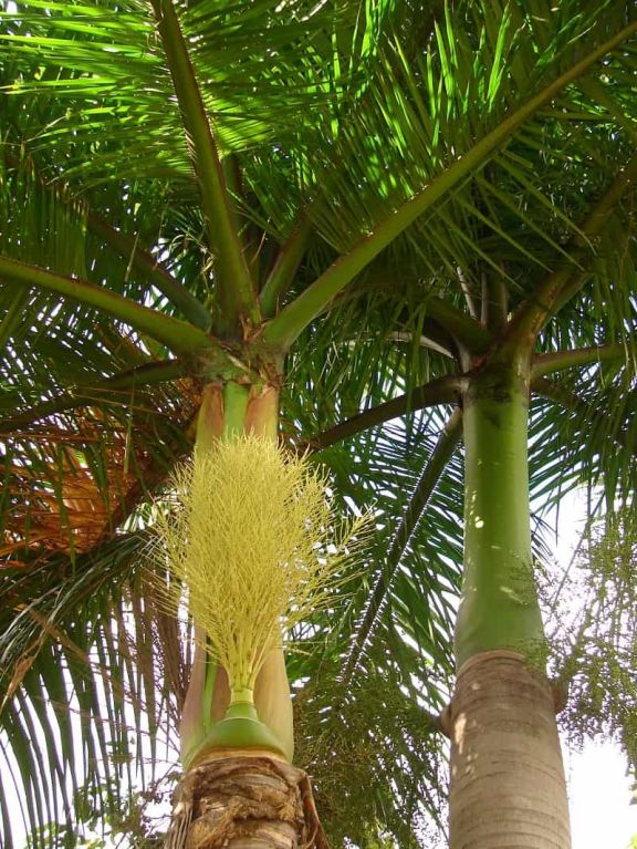 Roystonea regia-min 1