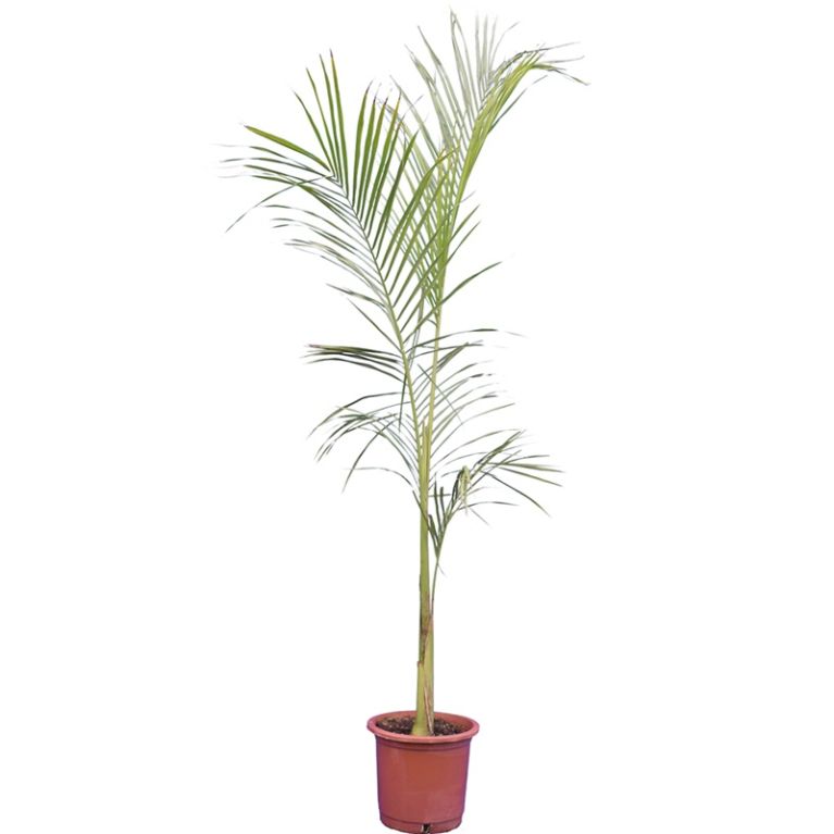 Roystonea regia