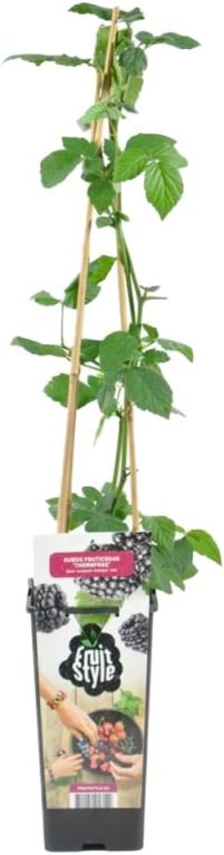 Rubus fruticosus thornfree