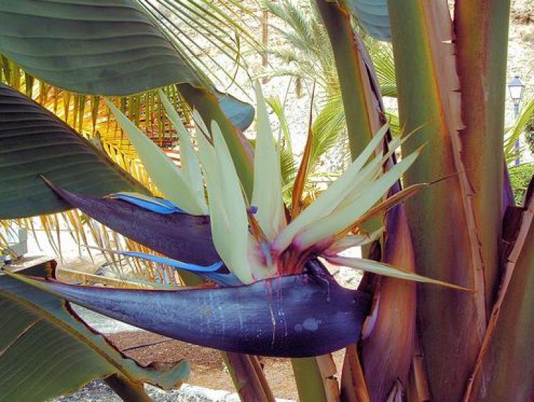 Strelitzia nicolai product