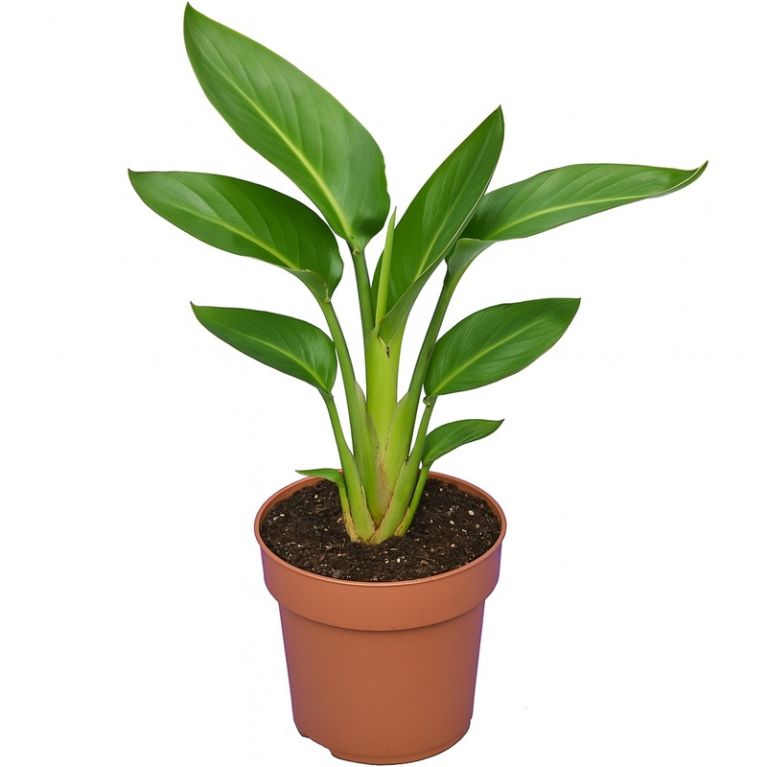 Strelitzia reginae p12