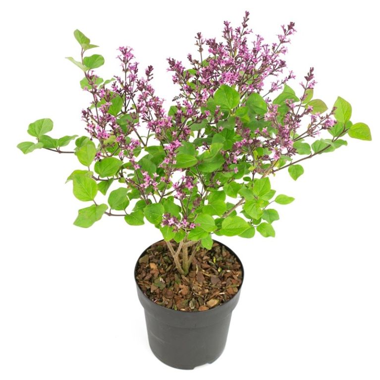 Syringa bloomerang dark purple 1