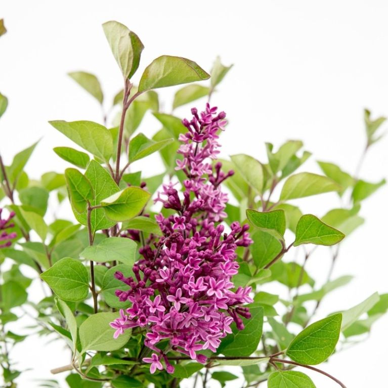 Syringa bloomerang dark purple 2