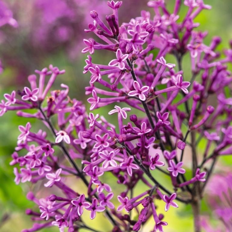 Syringa bloomerang dark purple 3