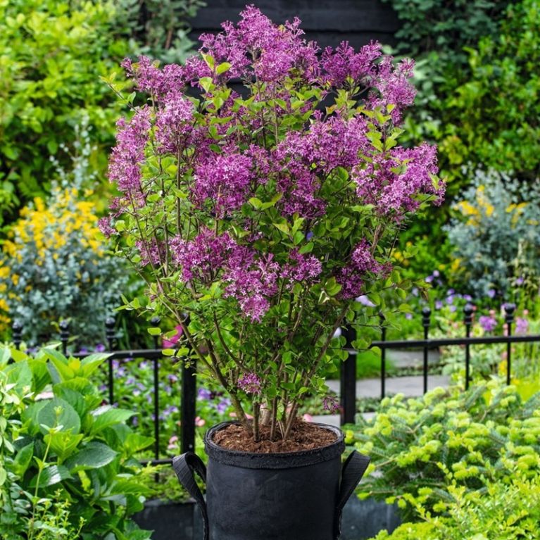 Syringa bloomerang dark purple 4