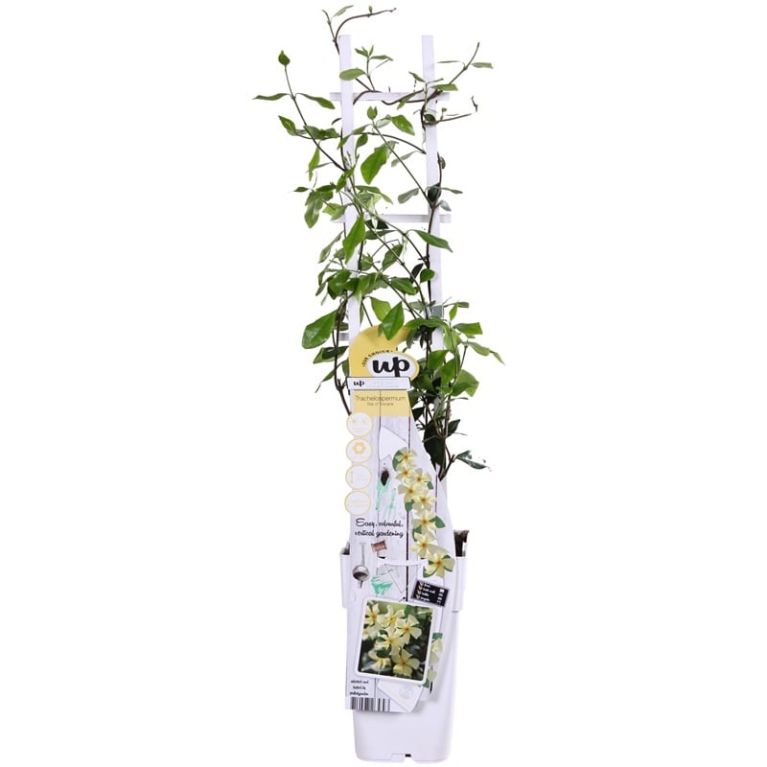 Trachelospermum jasminoides star of toscane 1-min
