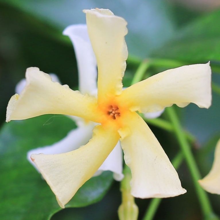 Trachelospermum jasminoides star of toscane 2 k-min