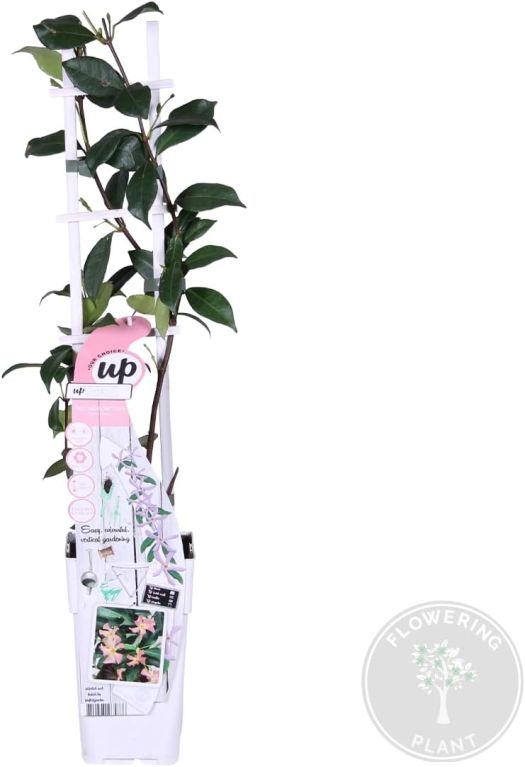 Trachelospermum pink