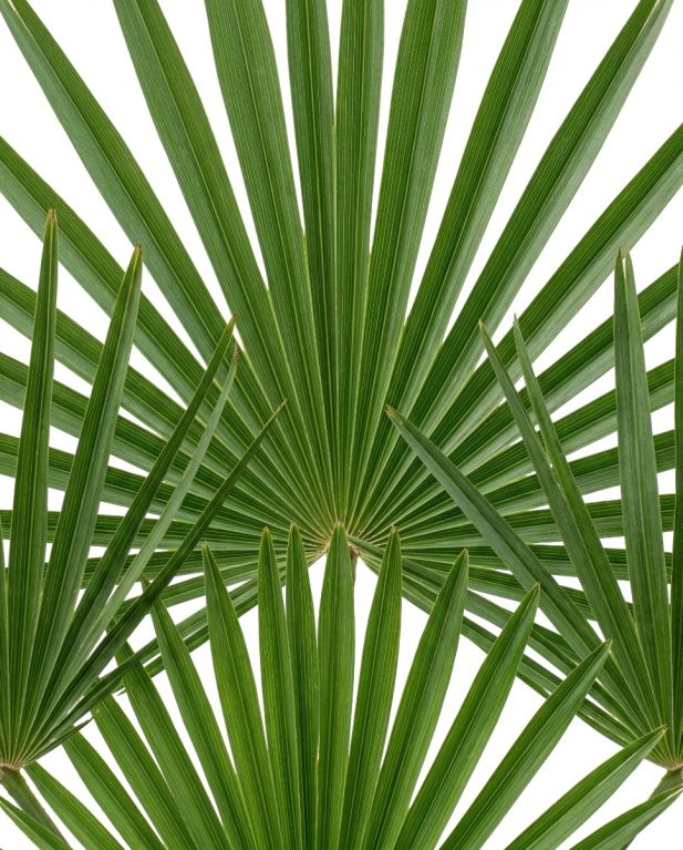 Trachycarpus fortunei stam 60-80 p40 - 2