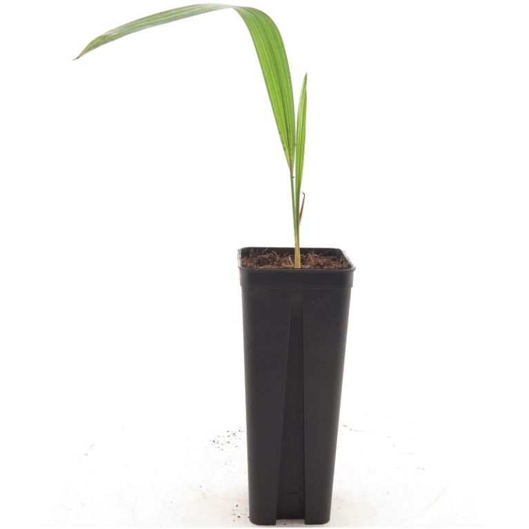 Trachycarpus nova x new form-min
