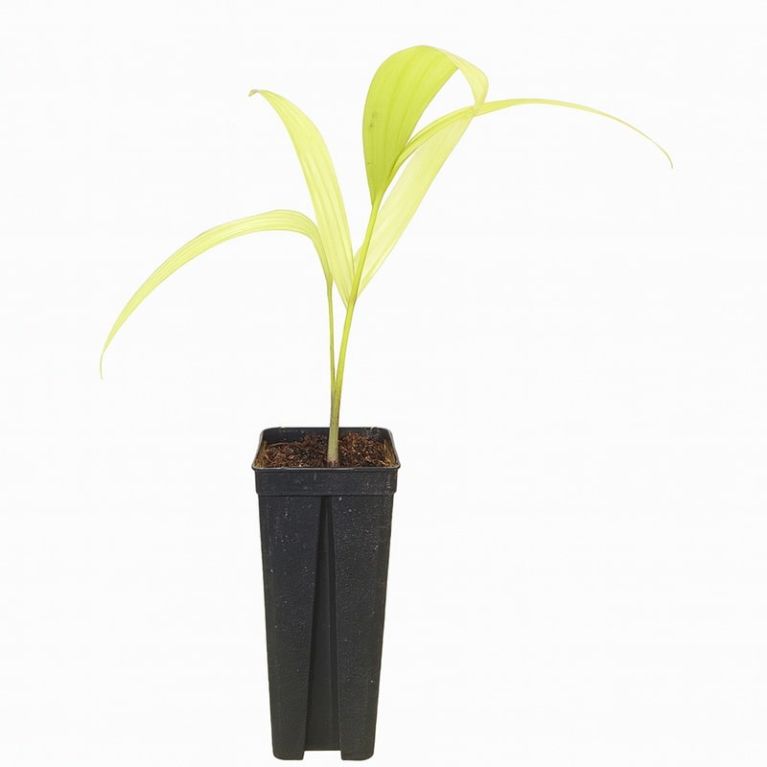 Veitchia merelli golden-min