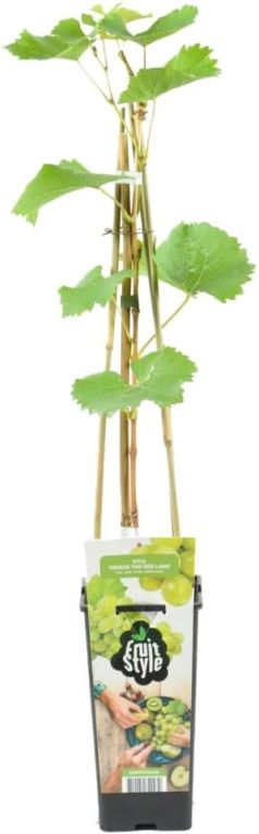 Vitis vroege van der laan