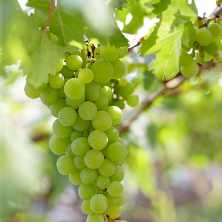 Vitis vroege van der laan 2