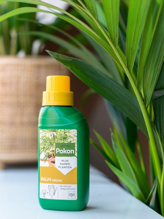 Pokon Palmendünger - 250 mL