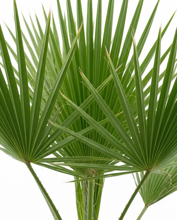 Washingtonia robusta singletrunk p26 - 2