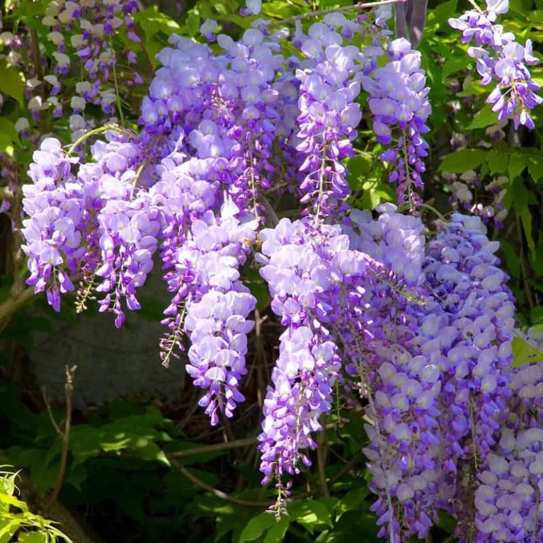 Wisteria sinensis caroline 1-min