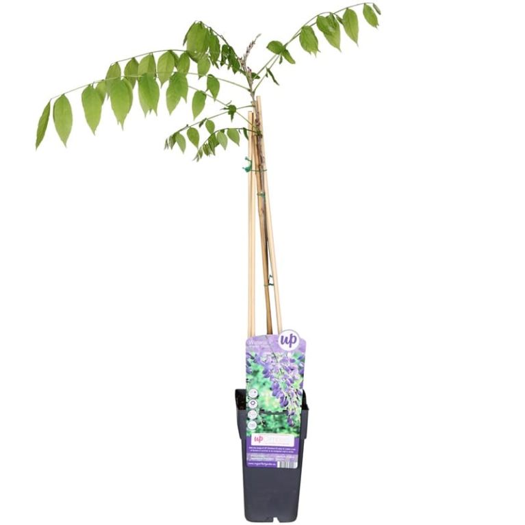 Wisteria sinensis prolific 1-min