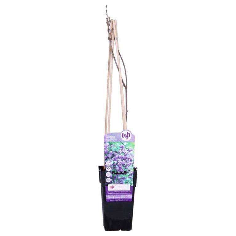 Wisteria sinensis prolific 2-min