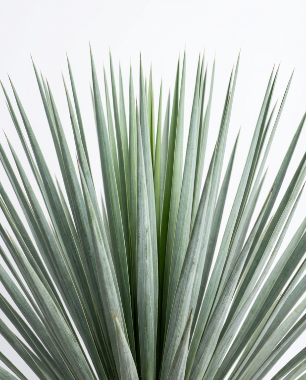 Yucca rostrata p45-02