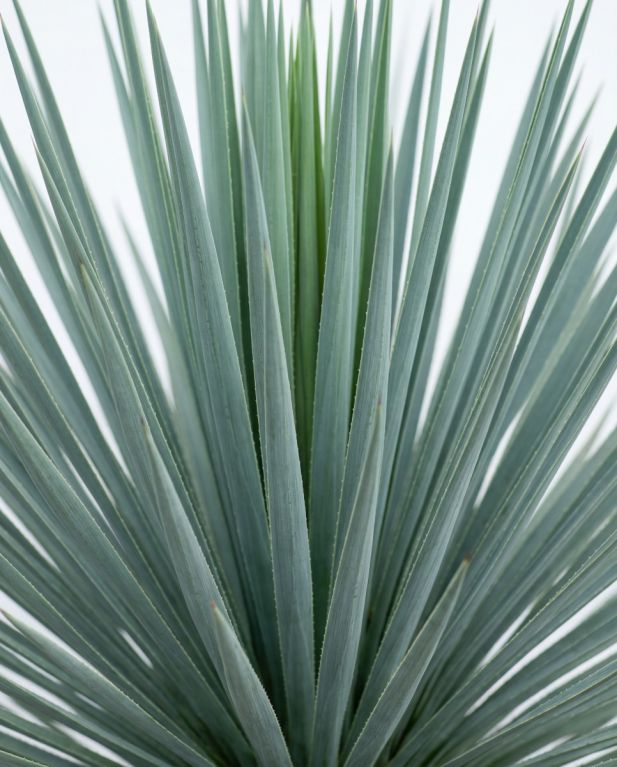 Yucca rostrata stam 60-70 p45 - 2
