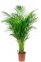 10033 - dypsis lutescens -jpeg