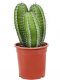 10035 - polaskia chichipe