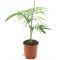 Syngonium Red Spot blad