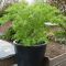 Acer palmatum Dissectum