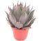 Epipremnum Pinnatum Global Green