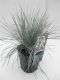 Festuca glauca Elijah Blue - Set von 3