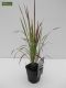 Imperata cylindrica Red Baron - Set von 3