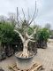 Ficus carica Brown Turkey