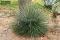 Agave geminiflora