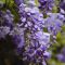 Wisteria sinensis Prolific