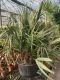 Rhapidophyllum hystrix
