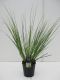 3273 - cortaderia sell
