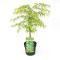 4224 - acer palmatum dissectum
