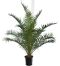 4834 - phoenix canariensis 180-200 26 custom k-min