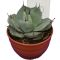 5554 - agave parryi sp