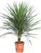6168 - cordyline australis 150-180 35mt wit k-min