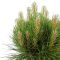 7896 - pinus summer breeze 1 -min 1