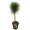 7896 - pinus summer breeze 2 -min