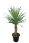 8662 - cordyline australis
