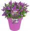 8739 - buddleja butterfly candy little purple pot-min
