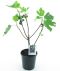 8946 - ficus carica-min