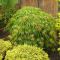 Acer dissectum shrub k-min