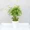 Acer palmatum going green 3