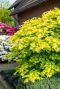 Acer shirasawanum jordan gartenpflanze p19