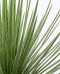 Agave geminiflora p20-02