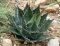 Agave montana produkt
